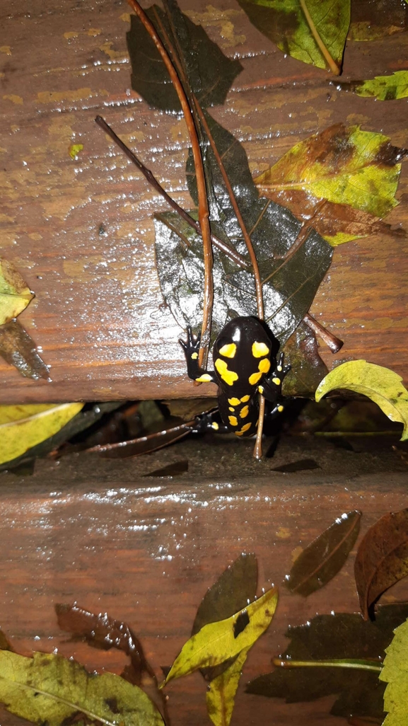 Salamandra infraimmaculata  photographed by רמדאן עיסא 