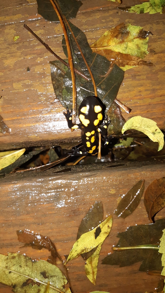 Salamandra infraimmaculata  photographed by רמדאן עיסא 