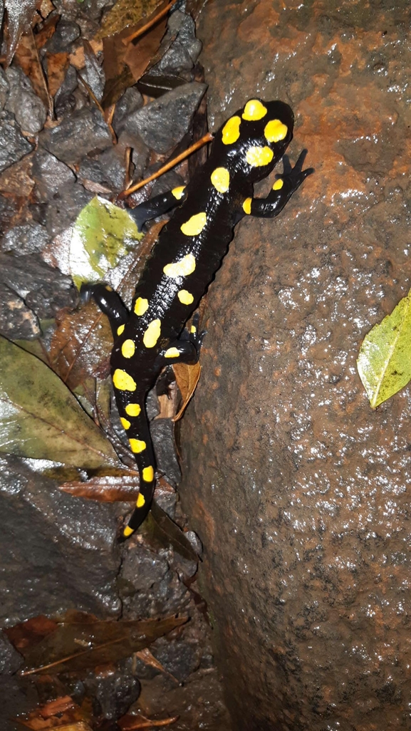 Salamandra infraimmaculata  photographed by רמדאן עיסא 