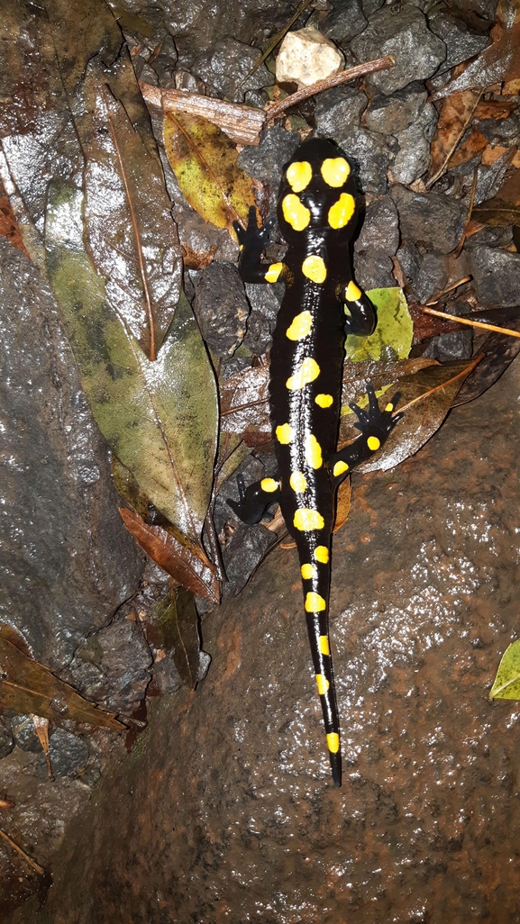 Salamandra infraimmaculata  photographed by רמדאן עיסא 