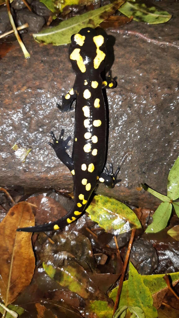 Salamandra infraimmaculata  photographed by רמדאן עיסא 