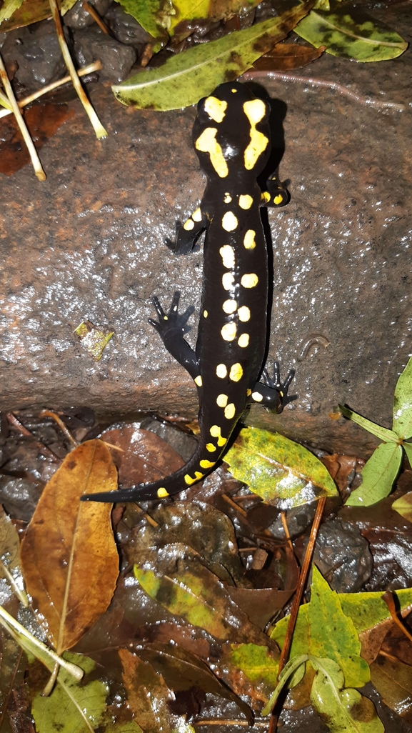 Salamandra infraimmaculata  photographed by רמדאן עיסא 