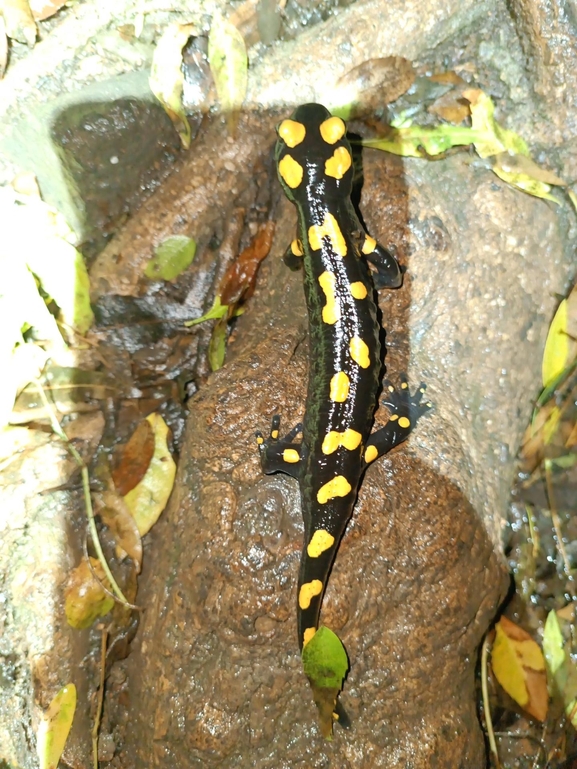 Salamandra infraimmaculata  photographed by רמדאן עיסא 