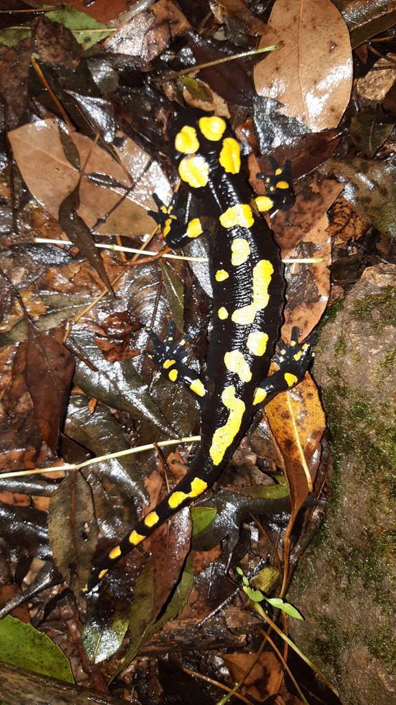 Salamandra infraimmaculata  photographed by רמדאן עיסא 