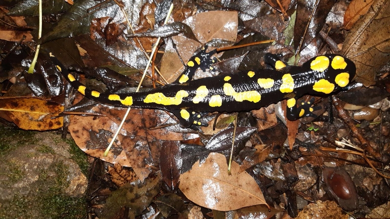 Salamandra infraimmaculata  photographed by רמדאן עיסא 