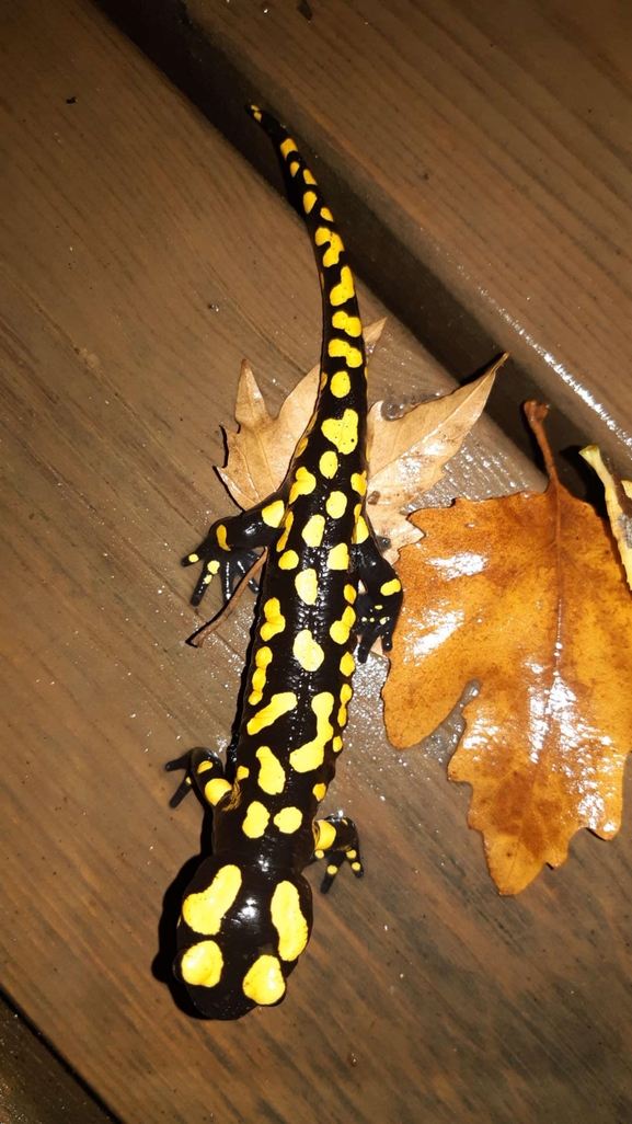 Salamandra infraimmaculata  photographed by רמדאן עיסא 