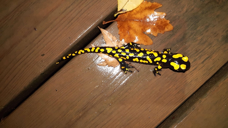 Salamandra infraimmaculata  photographed by רמדאן עיסא 