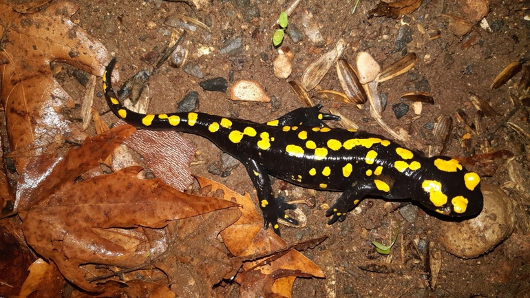 Salamandra infraimmaculata  photographed by רמדאן עיסא 