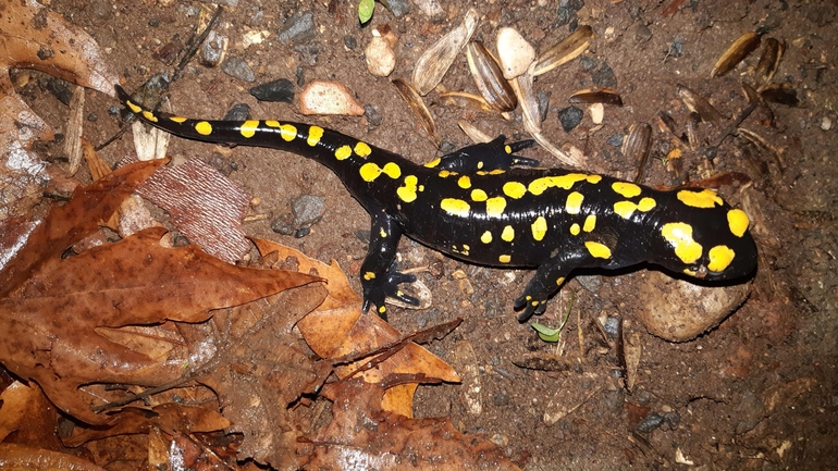 Salamandra infraimmaculata  photographed by רמדאן עיסא 