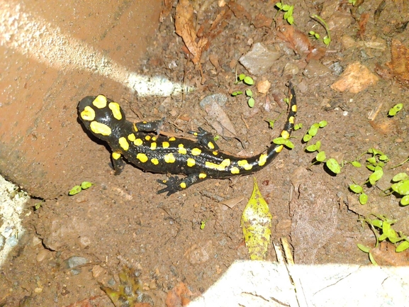 Salamandra infraimmaculata  photographed by רמדאן עיסא 