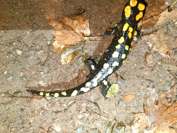 Salamandra infraimmaculata  photographed by רמדאן עיסא 