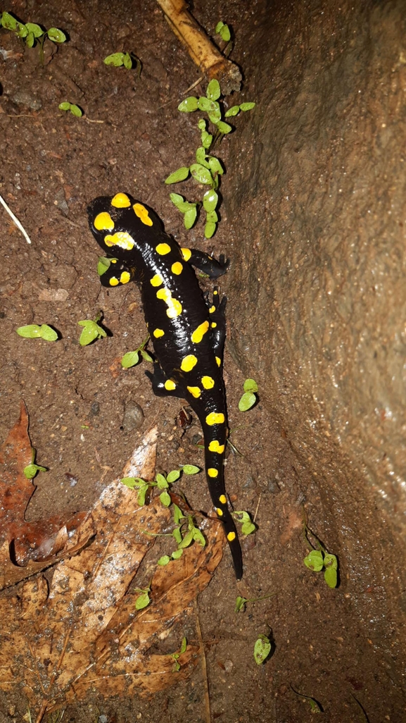 Salamandra infraimmaculata  photographed by רמדאן עיסא 