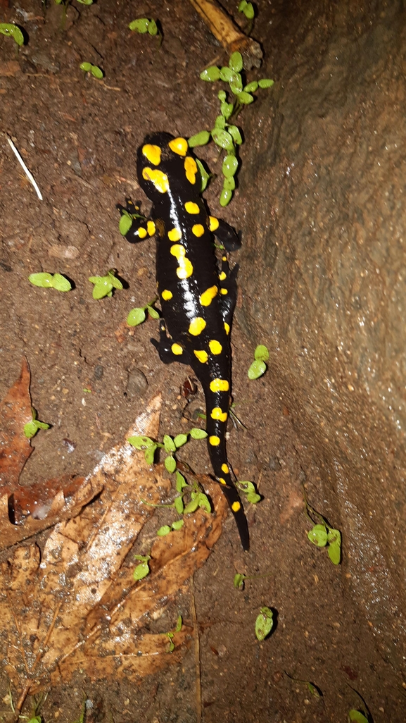 Salamandra infraimmaculata  photographed by רמדאן עיסא 