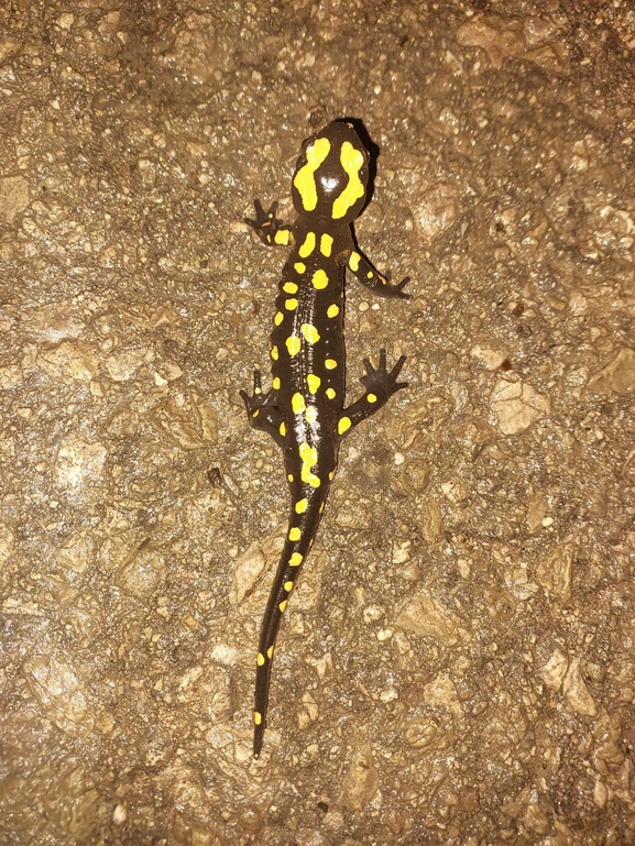 Salamandra infraimmaculata  photographed by צוות תל דן 