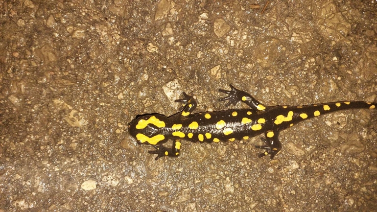 Salamandra infraimmaculata  photographed by צוות תל דן 