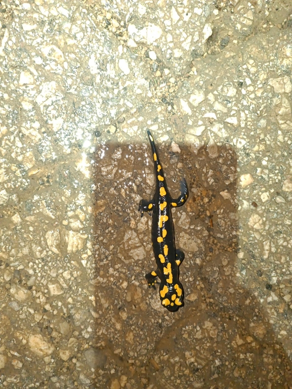 Salamandra infraimmaculata  photographed by רמדאן עיסא 