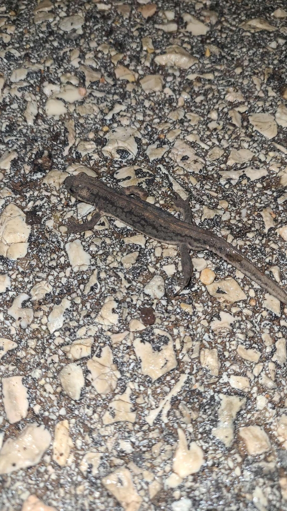 Triturus vittatus vittatus  photographed by עידו שקד 