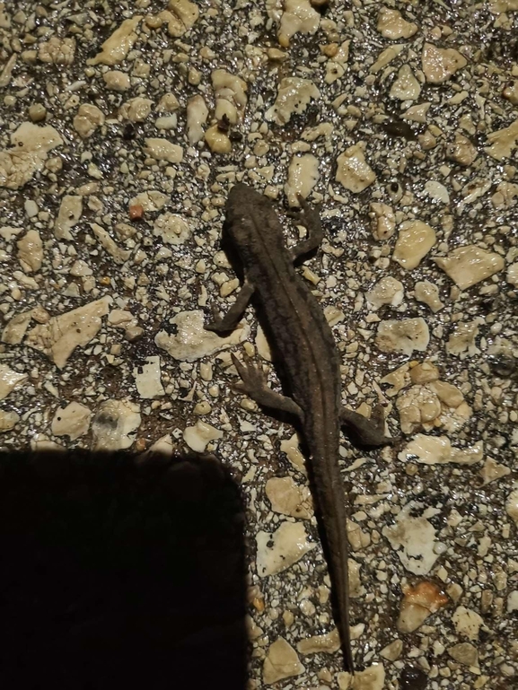 Triturus vittatus vittatus  photographed by עידו שקד 