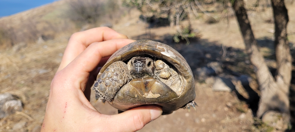 Testudo graeca  photographed by ג'ורג'י נורקין 