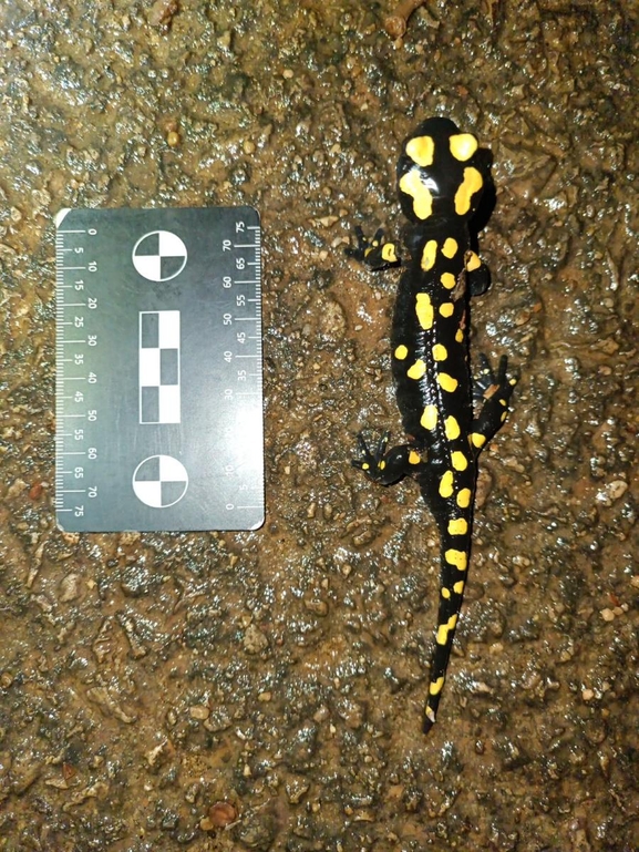 Salamandra infraimmaculata  photographed by רמדאן עיסא 