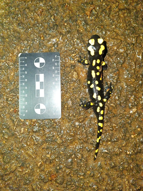 Salamandra infraimmaculata  photographed by רמדאן עיסא 