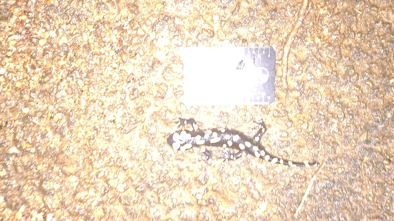 Salamandra infraimmaculata  photographed by רמדאן עיסא 