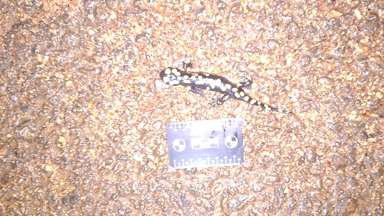 Salamandra infraimmaculata  photographed by רמדאן עיסא 