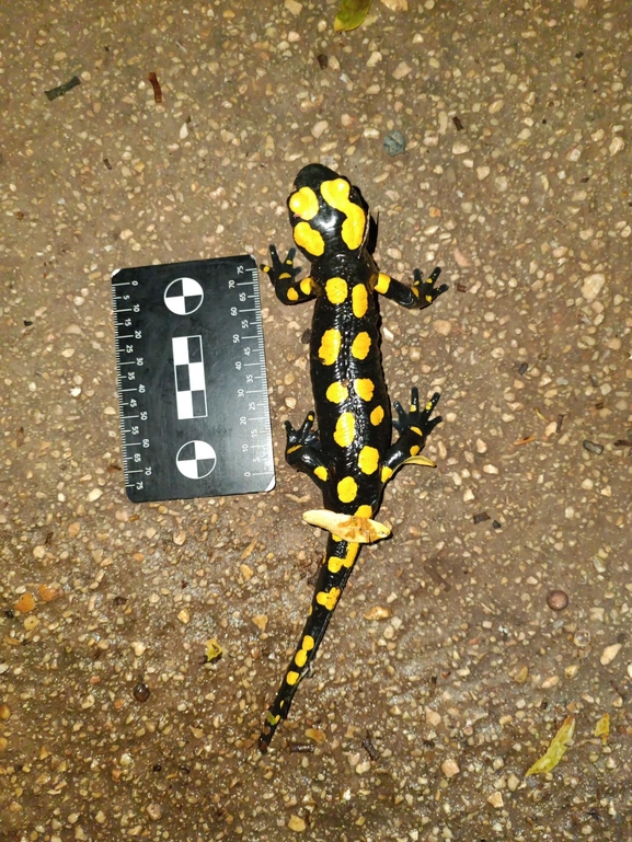 Salamandra infraimmaculata  photographed by רמדאן עיסא 