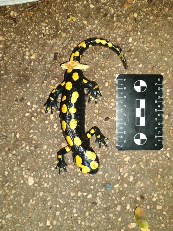 Salamandra infraimmaculata  photographed by רמדאן עיסא 