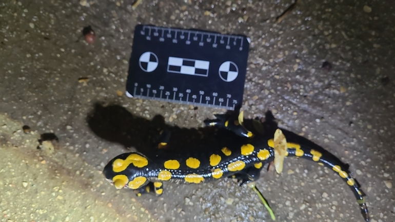 Salamandra infraimmaculata  photographed by רמדאן עיסא 