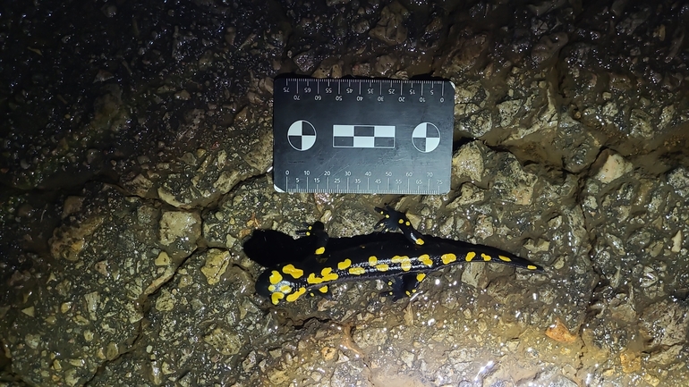 Salamandra infraimmaculata  photographed by רמדאן עיסא 