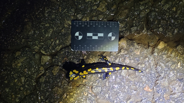 Salamandra infraimmaculata  photographed by רמדאן עיסא 