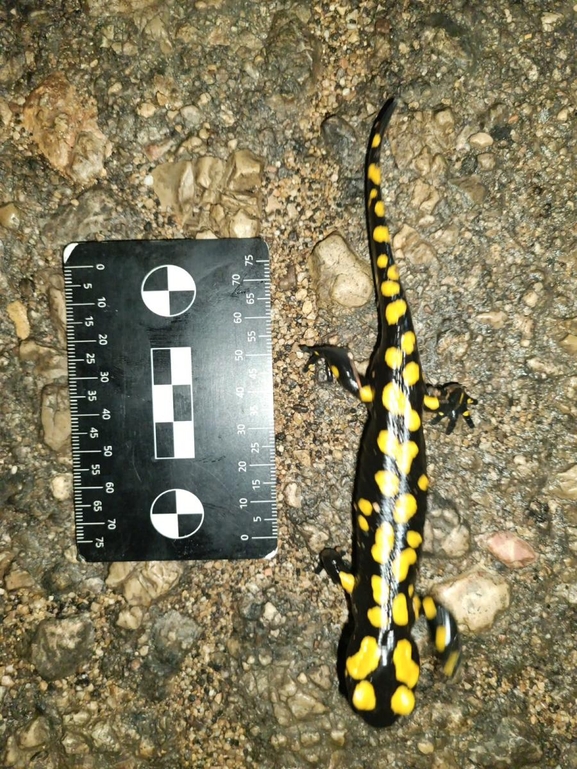 Salamandra infraimmaculata  photographed by רמדאן עיסא 