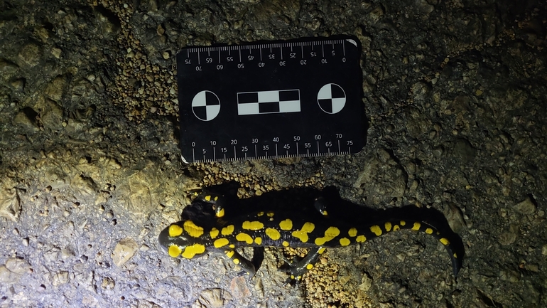 Salamandra infraimmaculata  photographed by רמדאן עיסא 