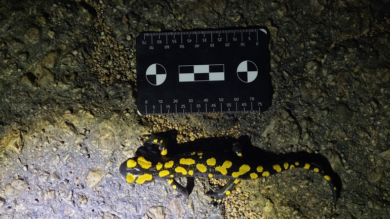 Salamandra infraimmaculata  photographed by רמדאן עיסא 