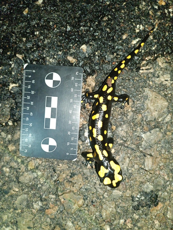 Salamandra infraimmaculata  photographed by רמדאן עיסא 