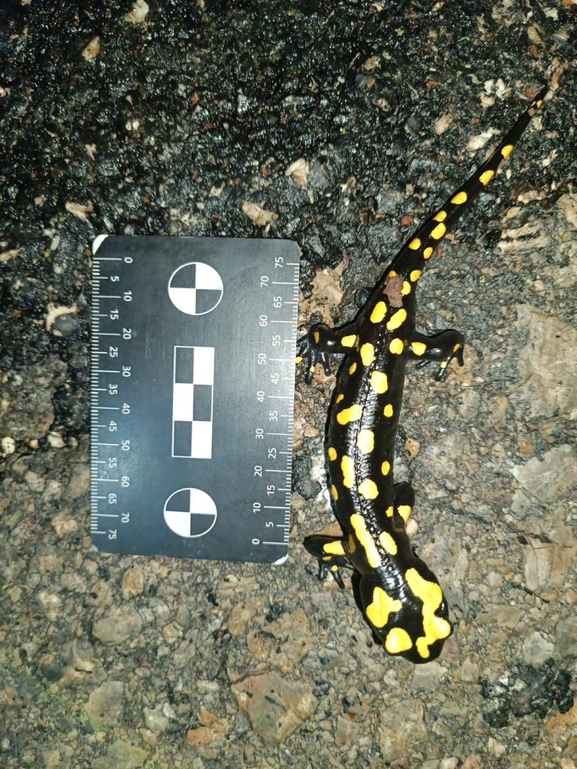 Salamandra infraimmaculata  photographed by רמדאן עיסא 