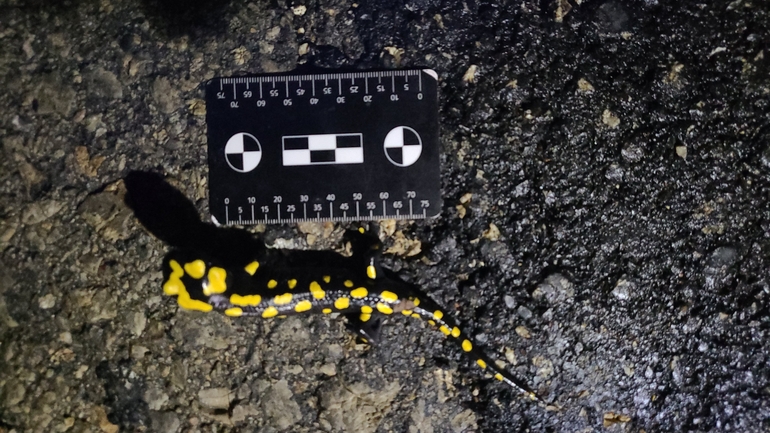 Salamandra infraimmaculata  photographed by רמדאן עיסא 