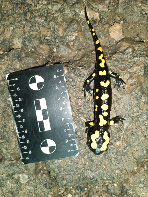 Salamandra infraimmaculata  photographed by רמדאן עיסא 