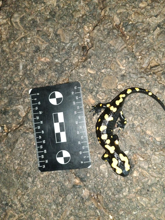 Salamandra infraimmaculata  photographed by רמדאן עיסא 