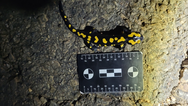 Salamandra infraimmaculata  photographed by רמדאן עיסא 