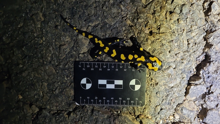 Salamandra infraimmaculata  photographed by רמדאן עיסא 