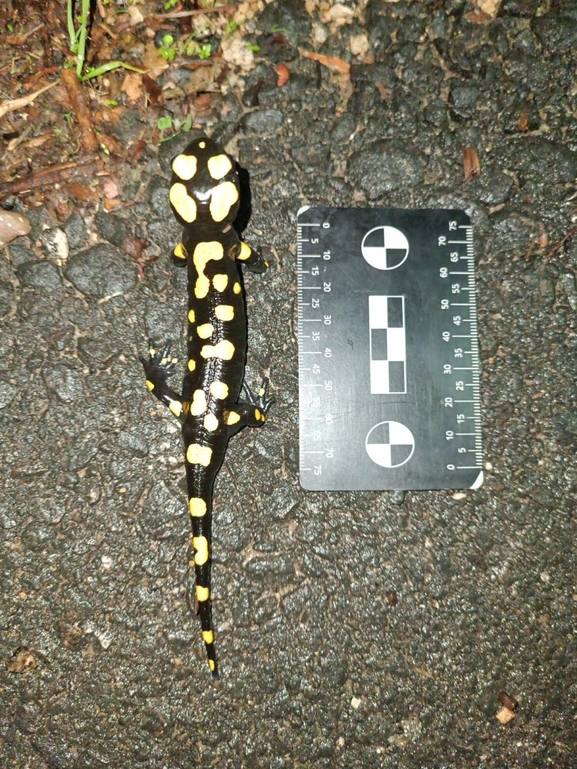 Salamandra infraimmaculata  photographed by רמדאן עיסא 