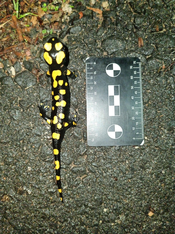 Salamandra infraimmaculata  photographed by רמדאן עיסא 