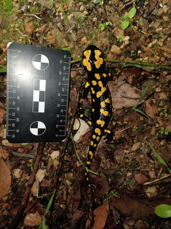 Salamandra infraimmaculata  photographed by רמדאן עיסא 