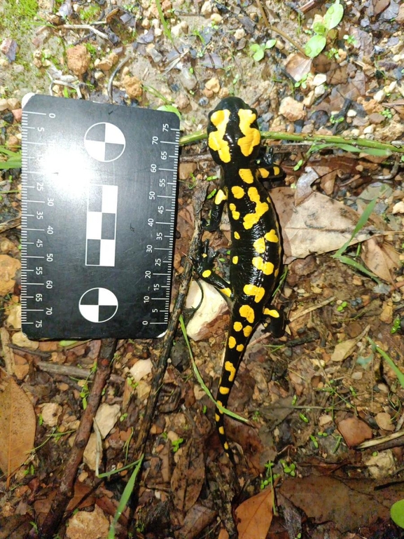 Salamandra infraimmaculata  photographed by רמדאן עיסא 