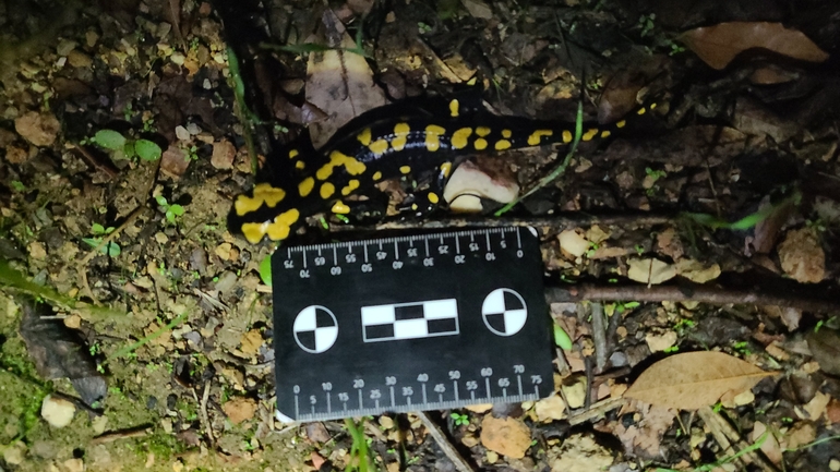 Salamandra infraimmaculata  photographed by רמדאן עיסא 