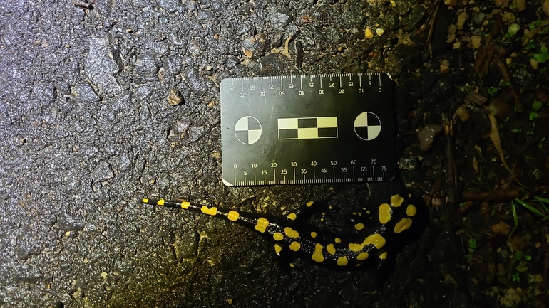 Salamandra infraimmaculata  photographed by רמדאן עיסא 