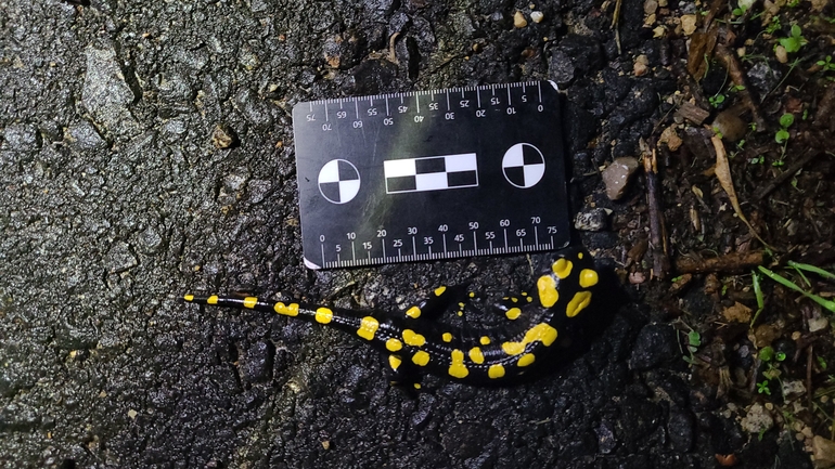 Salamandra infraimmaculata  photographed by רמדאן עיסא 