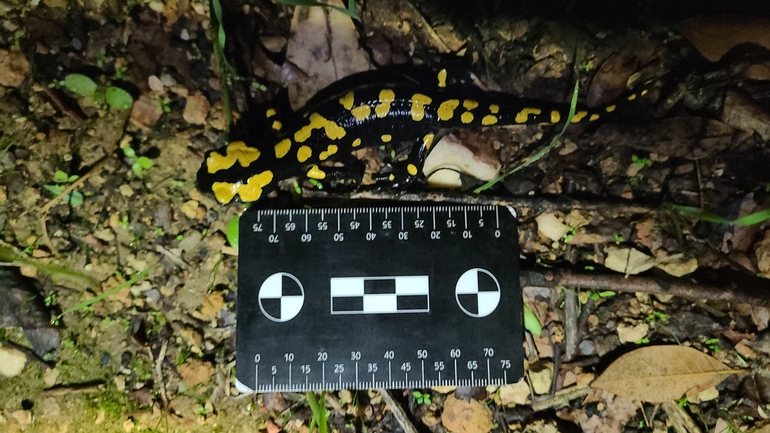 Salamandra infraimmaculata  photographed by רמדאן עיסא 